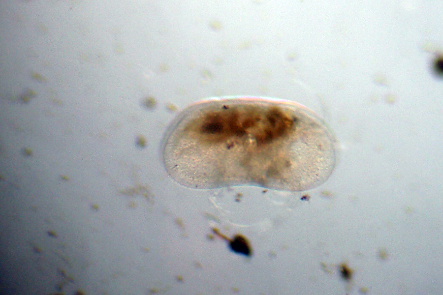 Invito all'' OSTRACODE